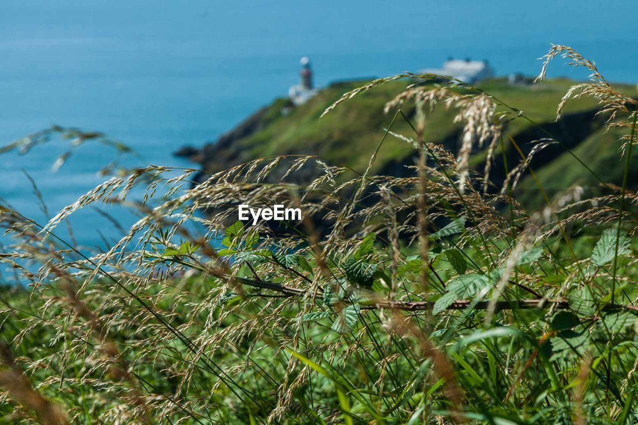 Close-up of grass by sea against blue sky