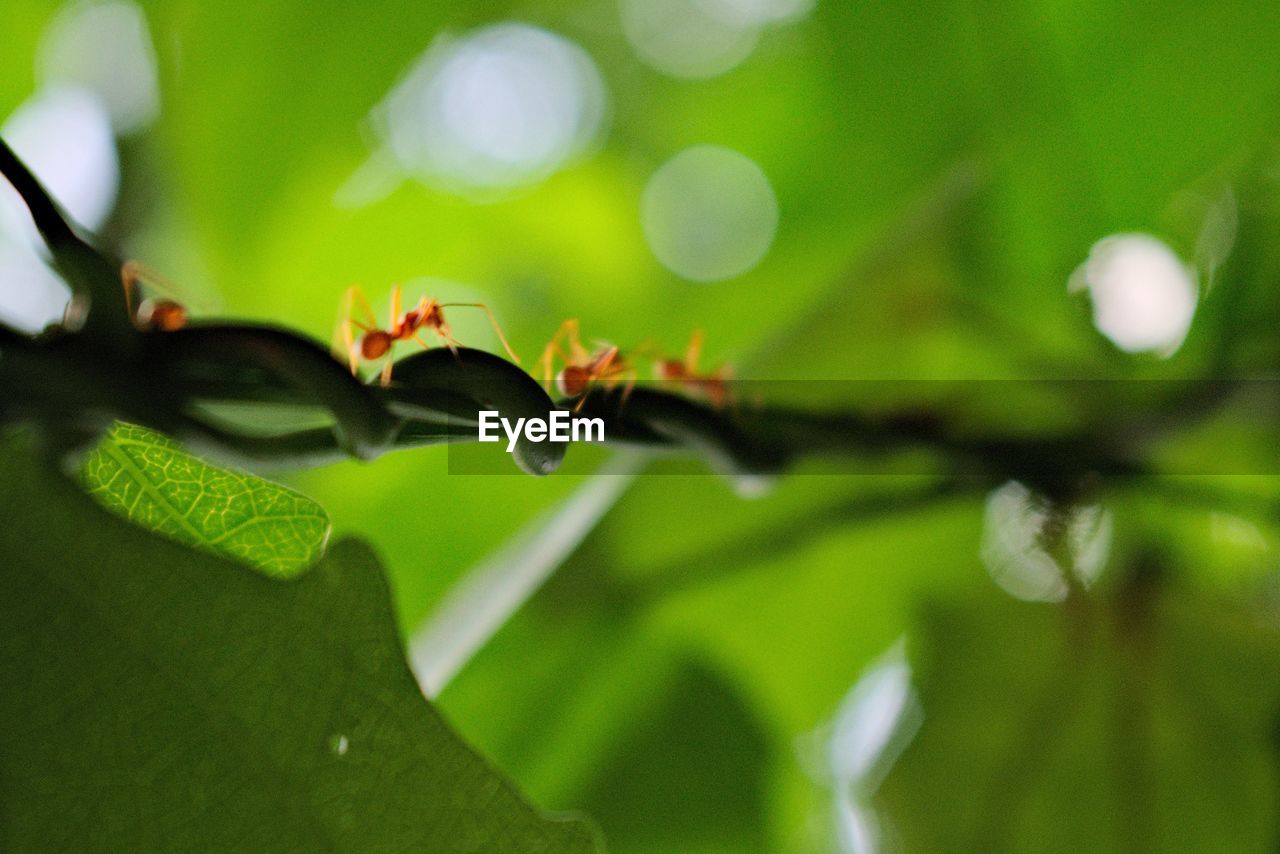 CLOSE-UP OF ANTS ON LEAVES