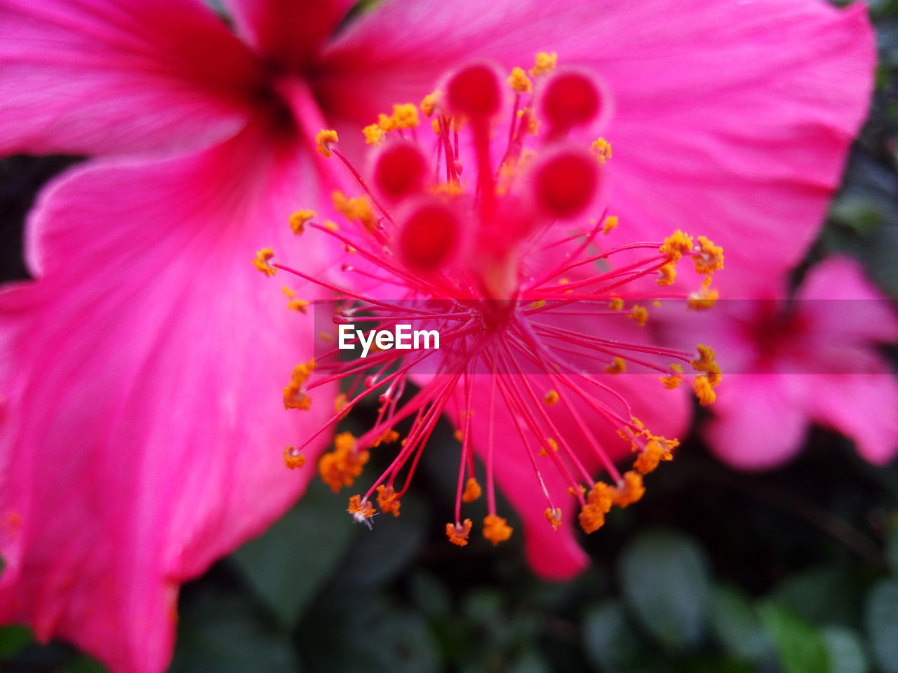 Close-up of pink flower