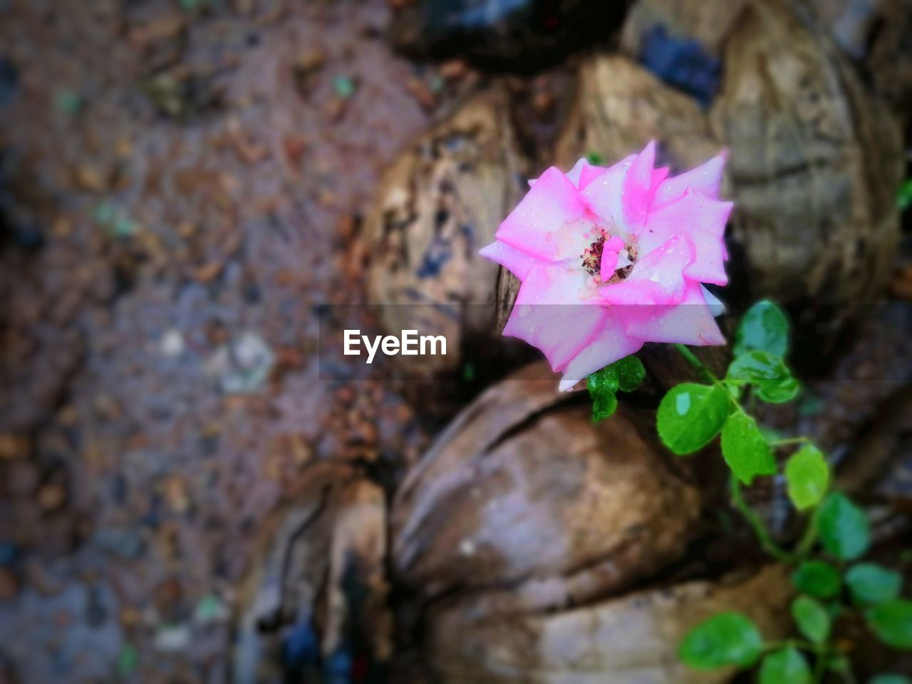 HIGH ANGLE VIEW OF PINK ROSE FLOWER