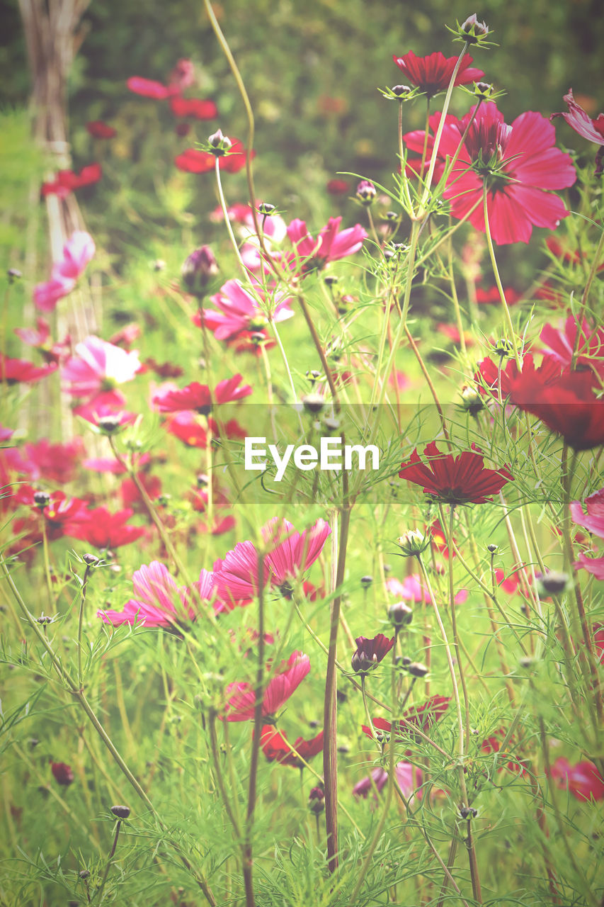 plant, flower, beauty in nature, flowering plant, growth, nature, freshness, meadow, wildflower, pink, fragility, no people, day, land, close-up, green, prairie, focus on foreground, field, outdoors, tranquility, petal, grass, plant part, inflorescence, flower head, leaf, springtime