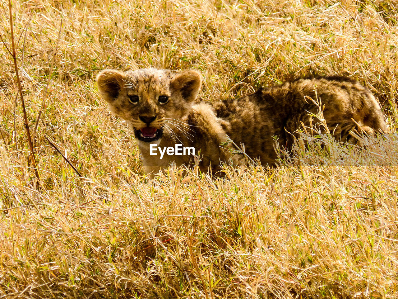 Portrait of lion cub on field