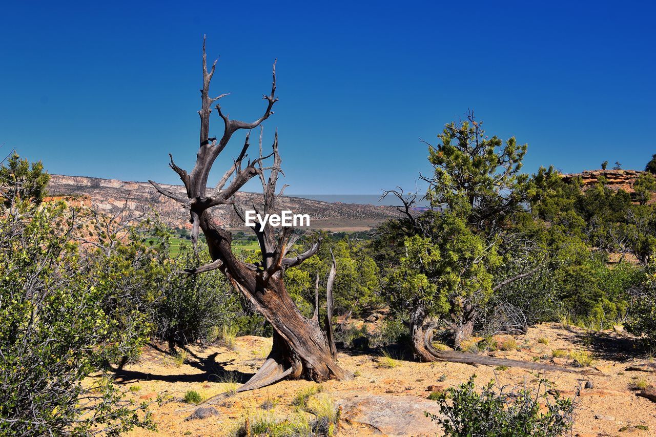 Escalante petrified forest state park views from hiking trail of the surrounding area lake utah