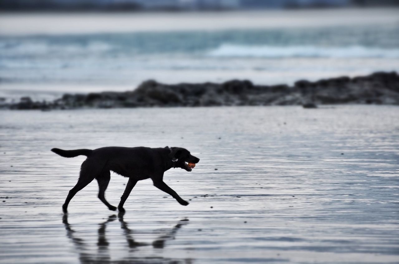 Dog with ball waking on beach