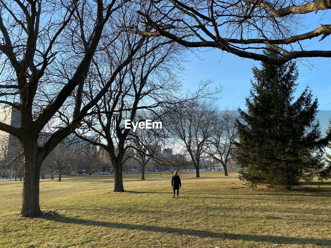 BARE TREES ON FIELD