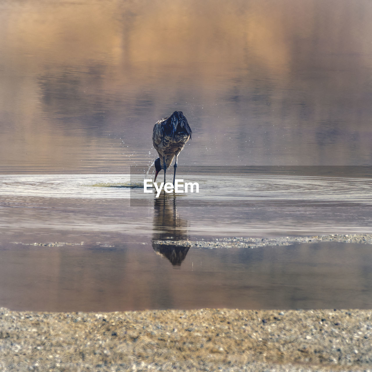 water, animal, animal themes, reflection, animal wildlife, wildlife, one animal, nature, winter, bird, no people, sea, shore, outdoors, day, land, beauty in nature, beach, environment, sand, morning, motion