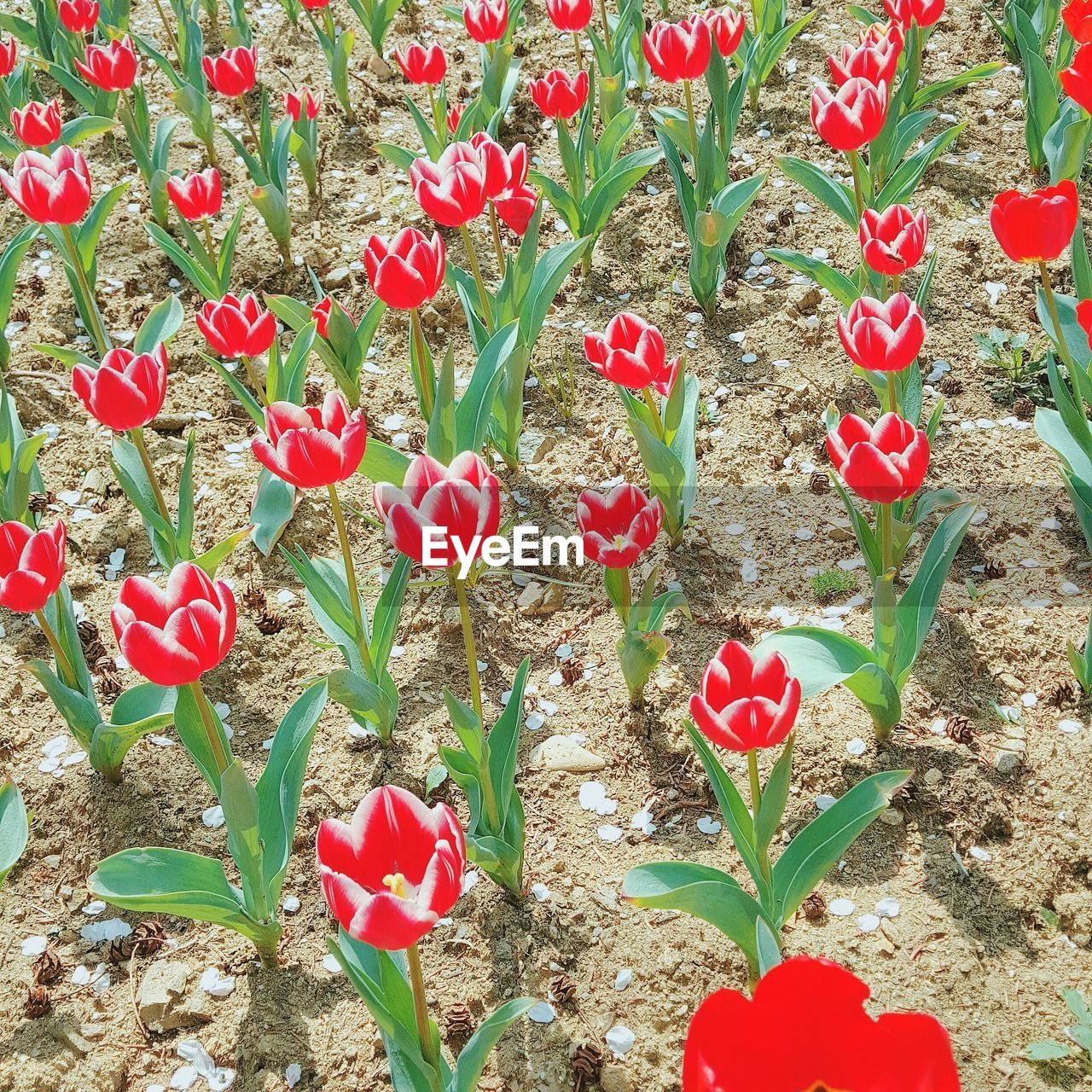 CLOSE-UP OF RED FLOWERS BLOOMING IN FIELD