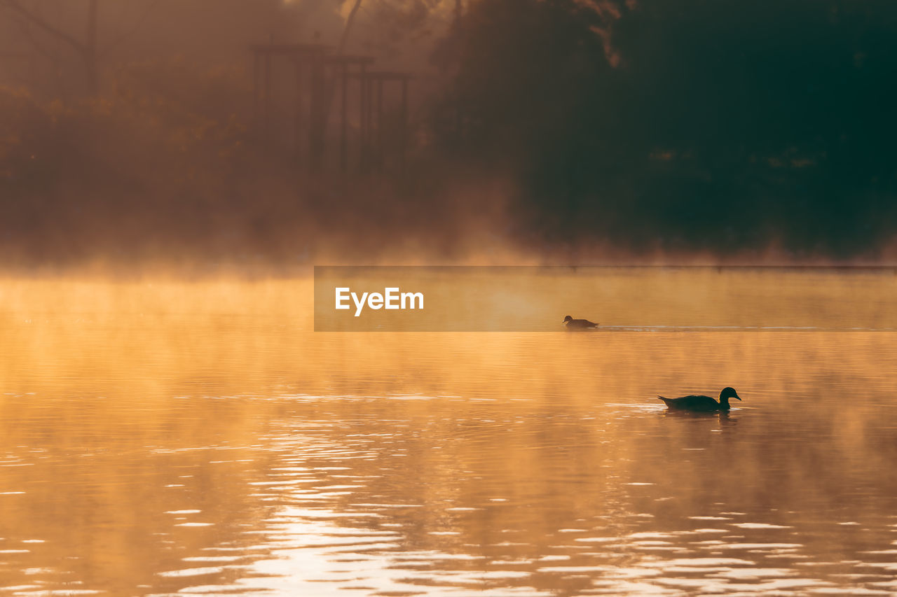 Early morning misty lake 