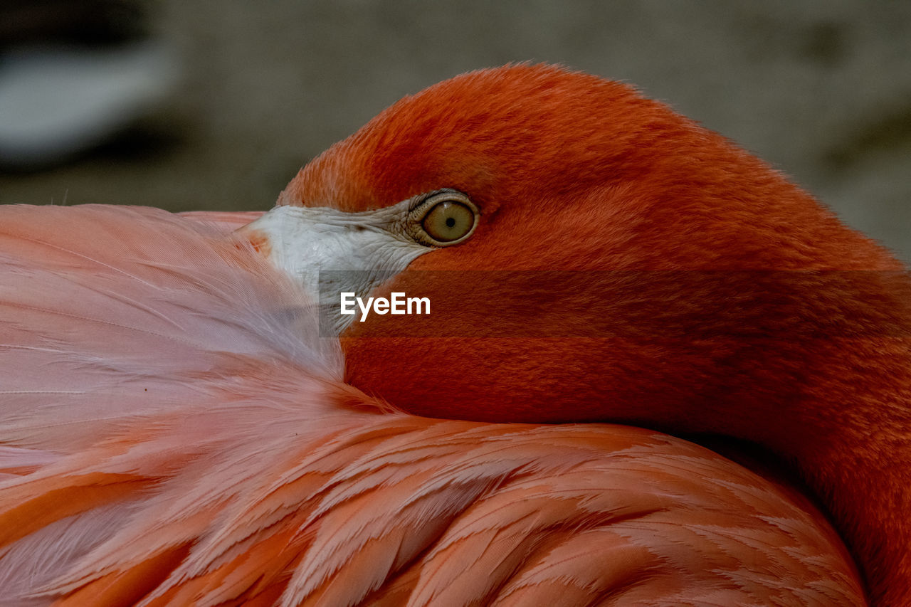 Close-up of a flamingo face as it rests under its feathers 