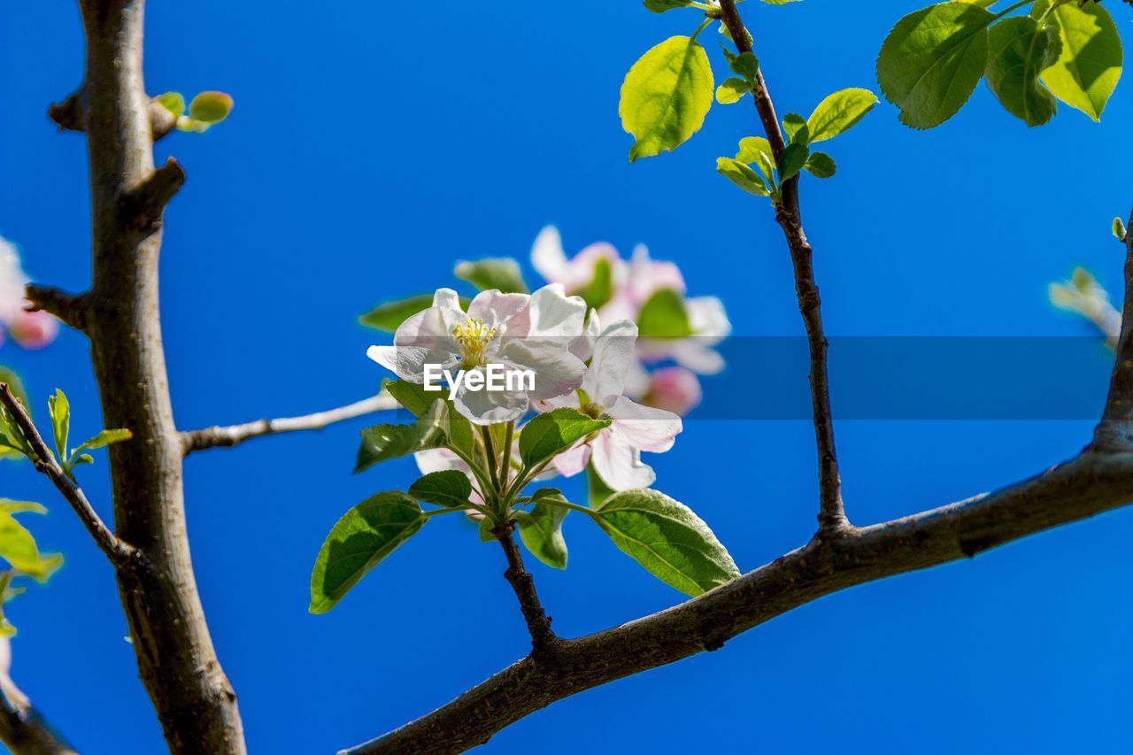 Low angle view of flower tree against clear blue sky