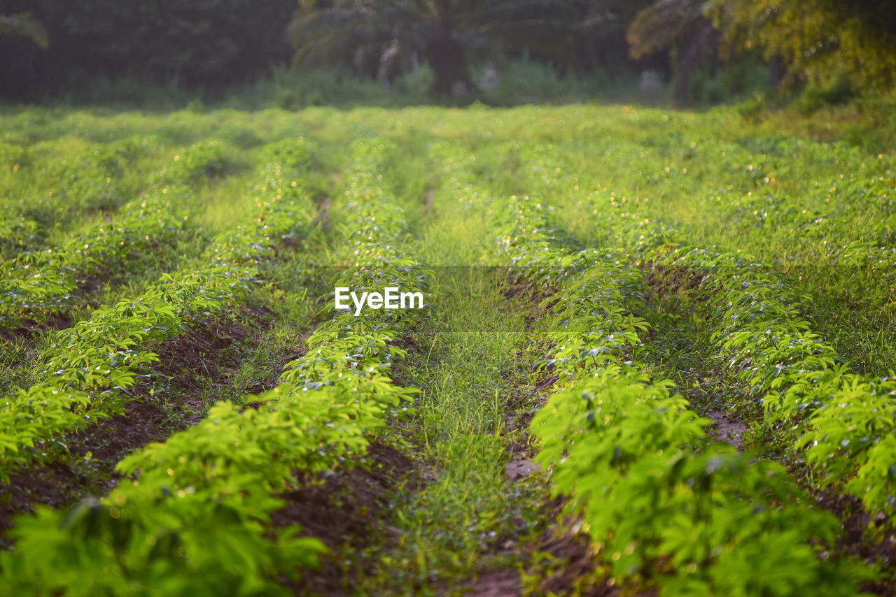 PLANTS GROWING ON LAND AGAINST CLEAR SKY