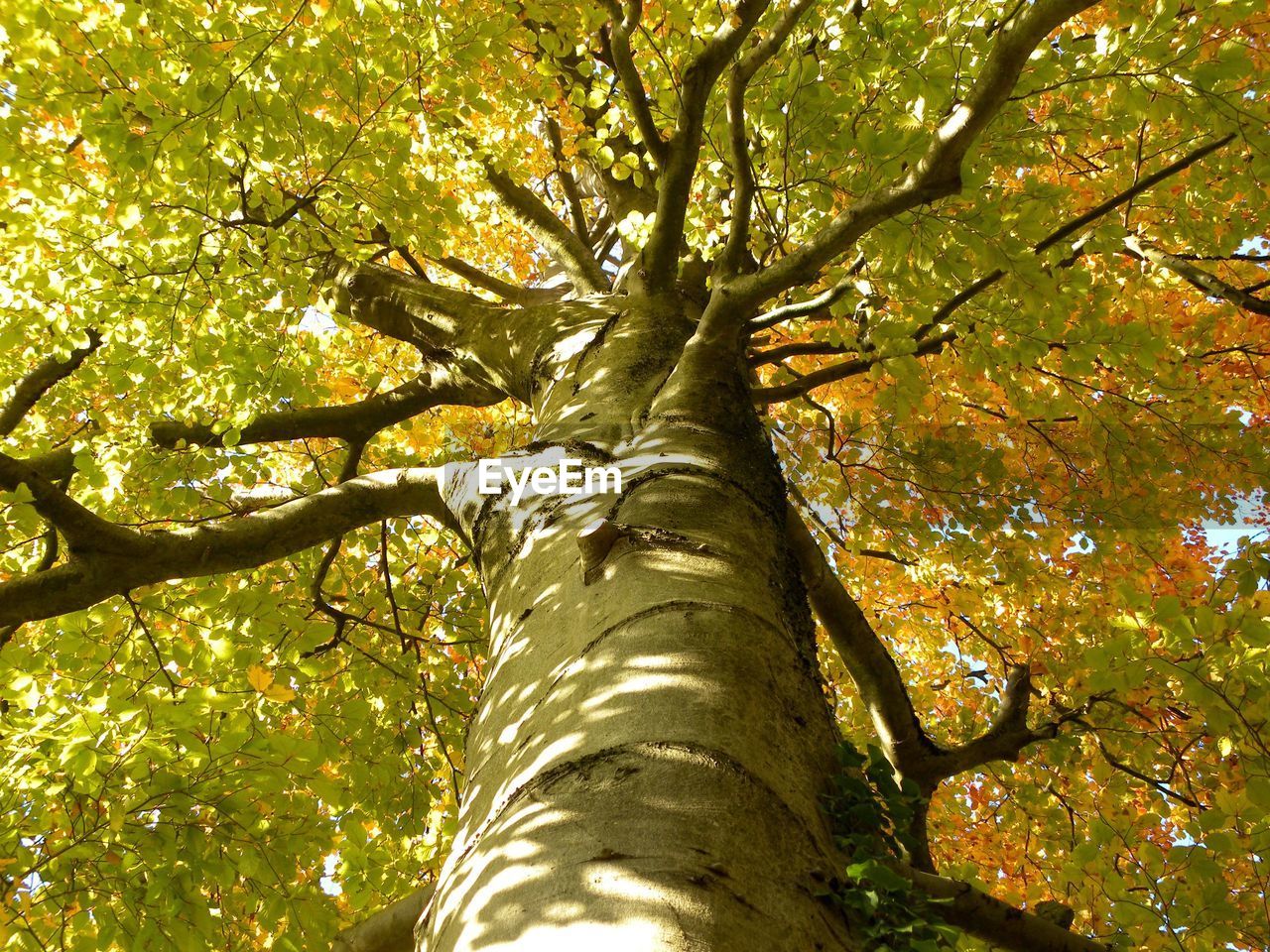 LOW ANGLE VIEW OF TREE