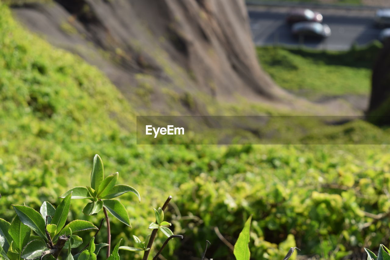 CLOSE-UP OF PLANT GROWING ON TREE TRUNK