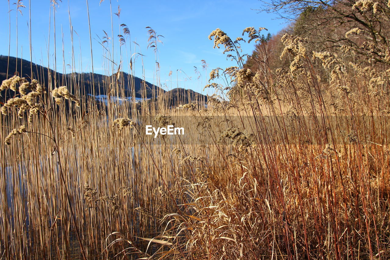 Plants growing on land against sky