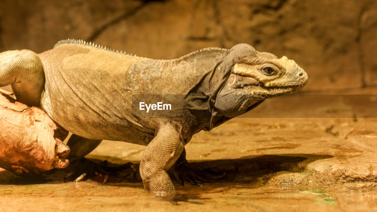 SIDE VIEW OF A LIZARD