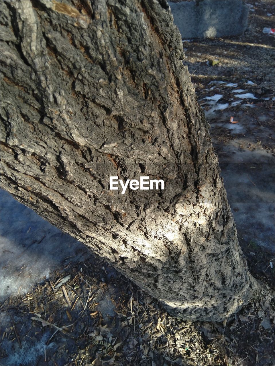 HIGH ANGLE VIEW OF TREE BARK