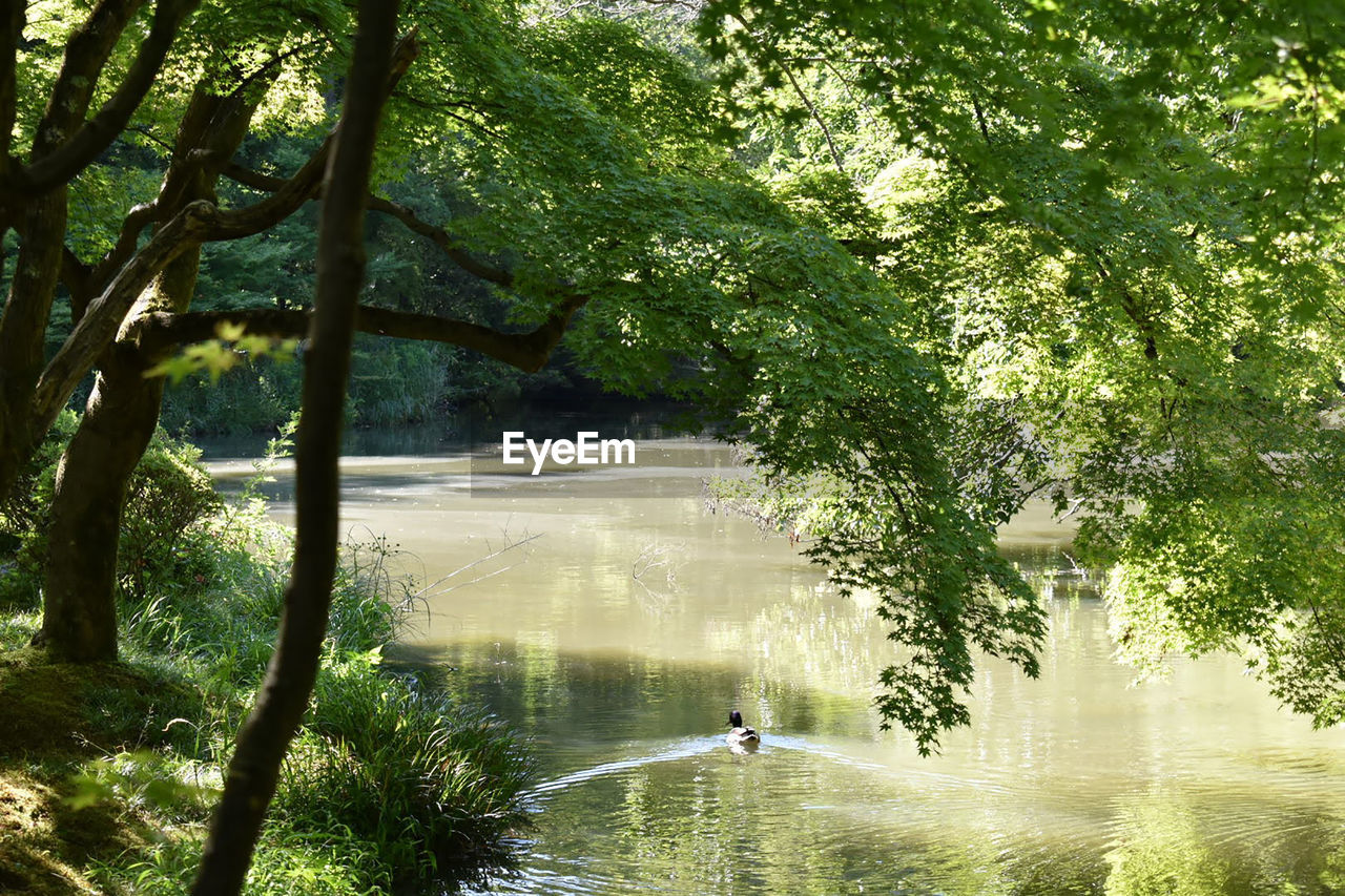 Scenic view of pond in forest