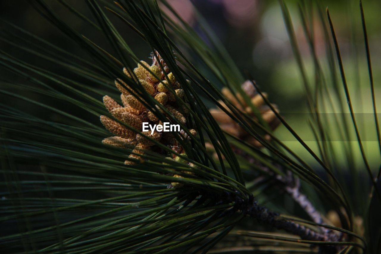 CLOSE-UP OF PINE CONE ON FIELD