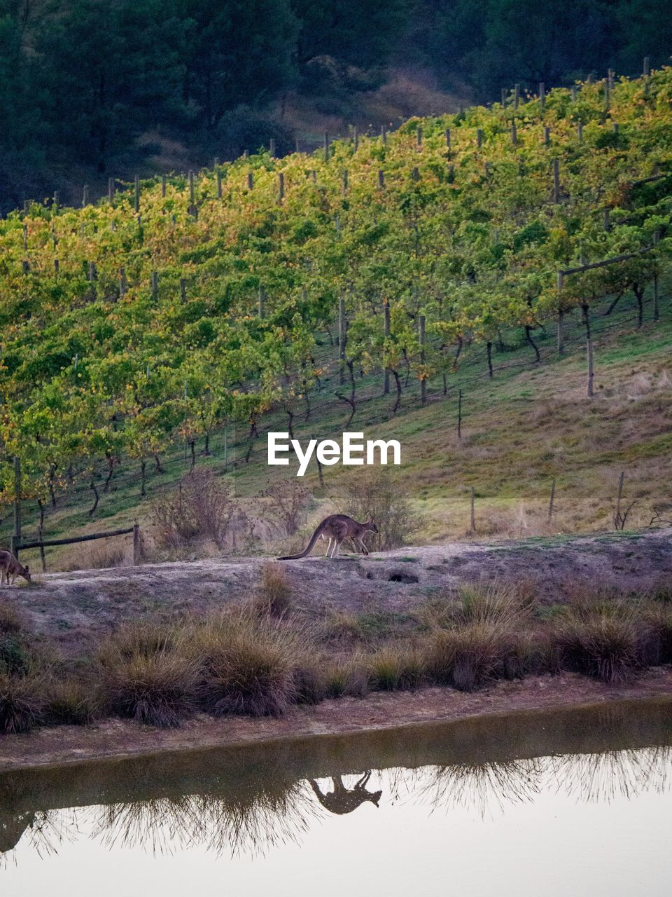 Scenic view of kangaroo next to a dam on a vineyard