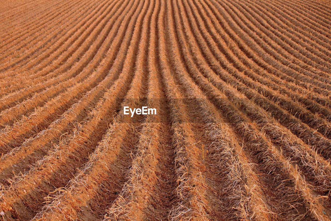 FULL FRAME SHOT OF FARM