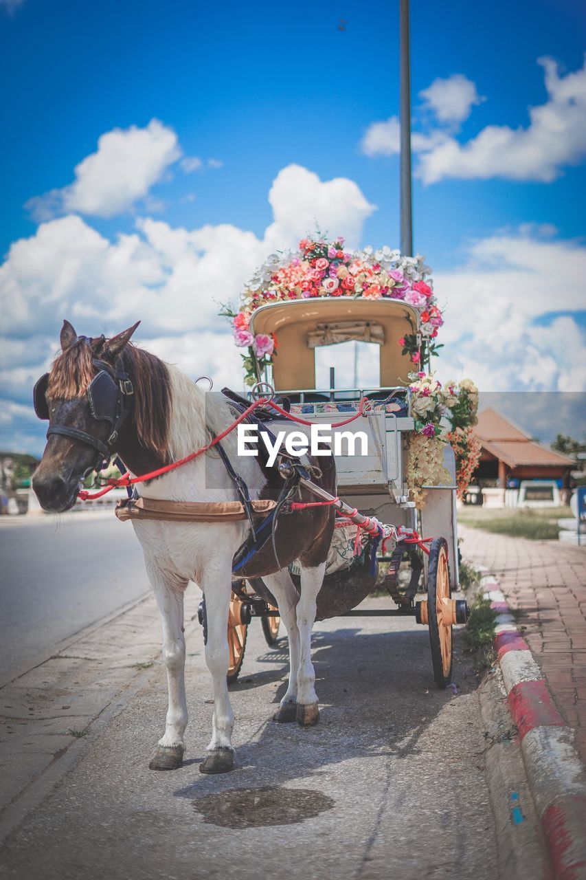 Horse cart on street in city