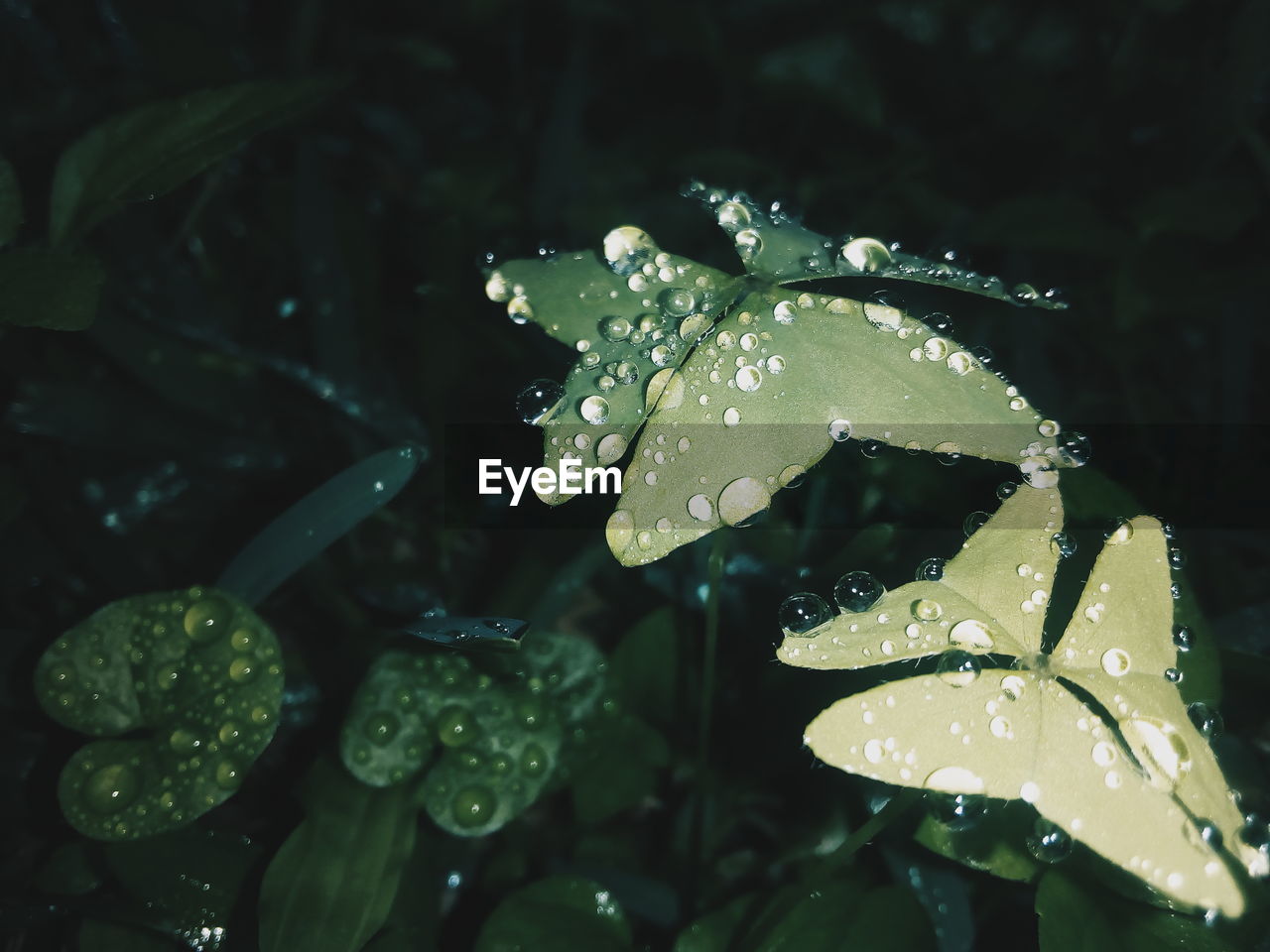 Close-up of wet plant leaves during rainy season