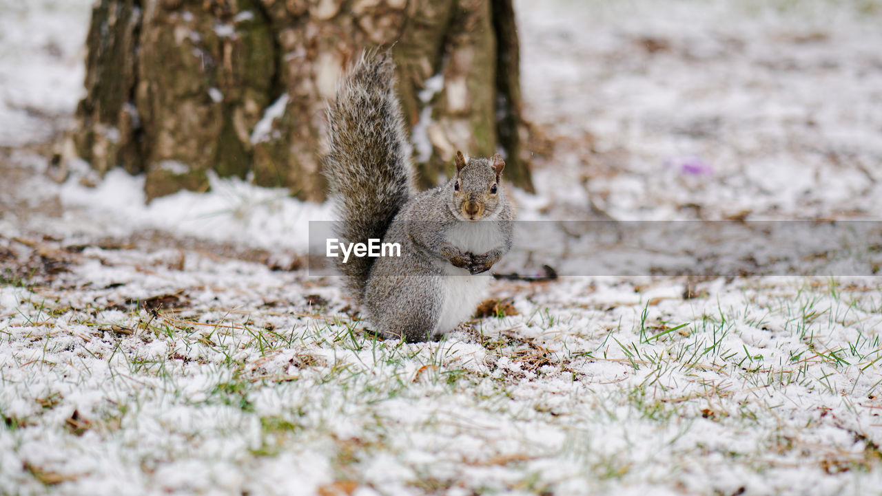 Squirrel against tree on snow covered field