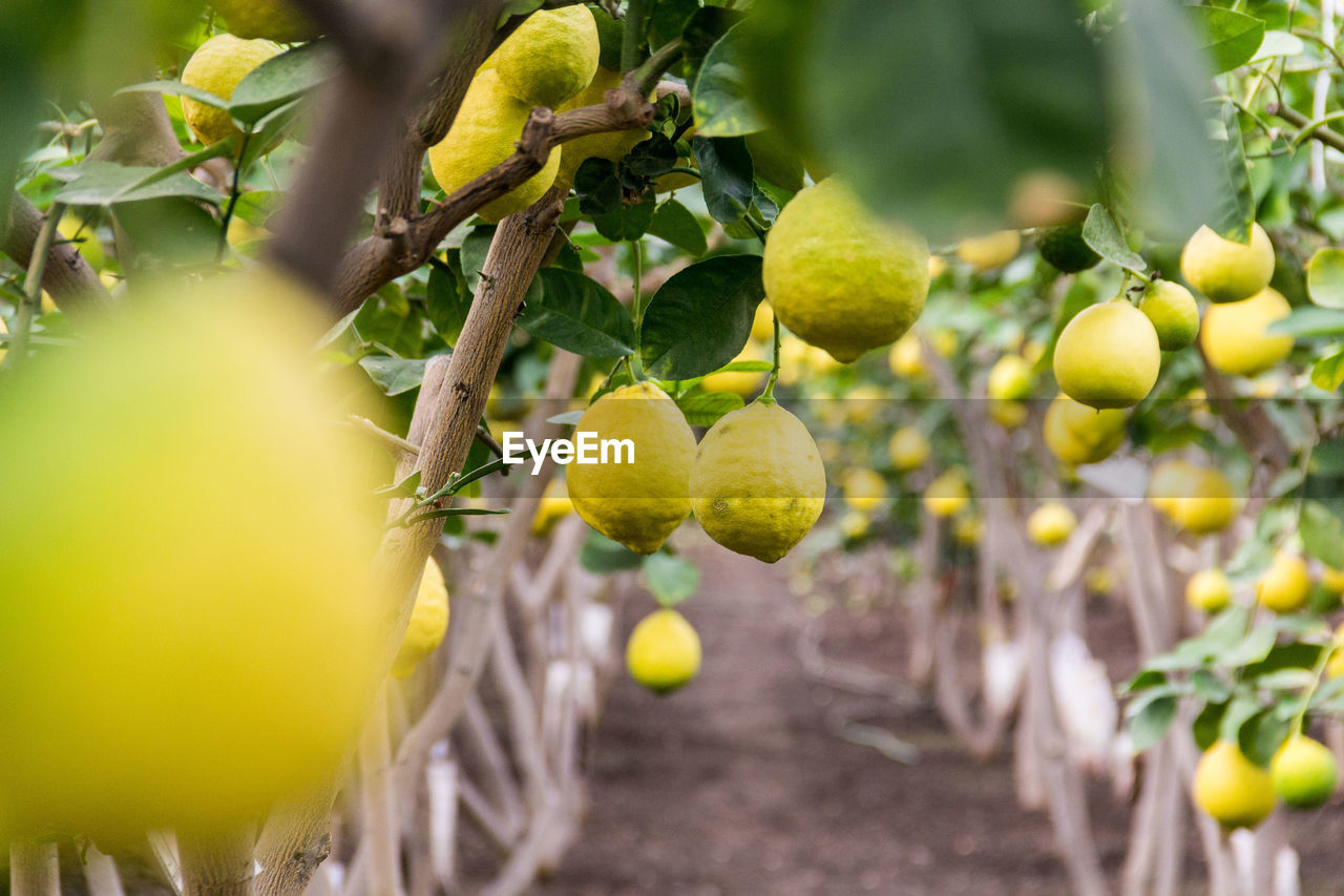 Close-up of lemons growing