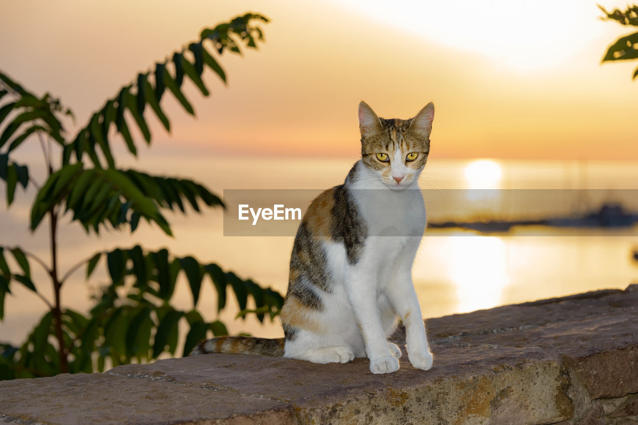 Portrait of cat sitting on retaining wall by sea against sky during sunset