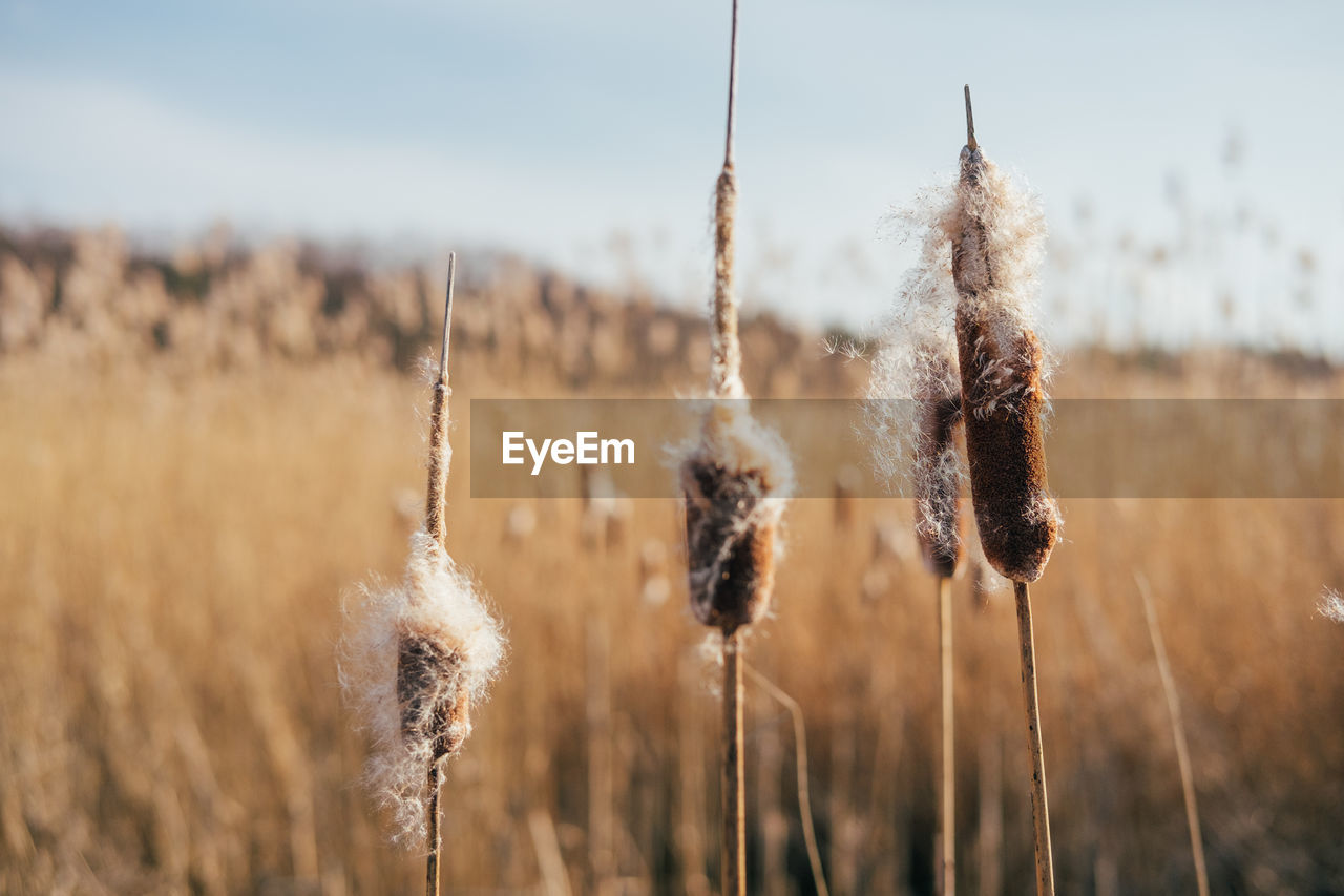 Close-up of plants on field against sky