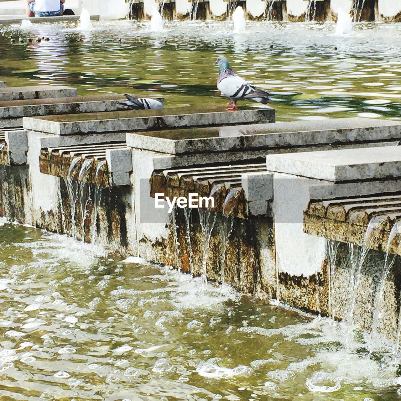 Two pigeons on fountain