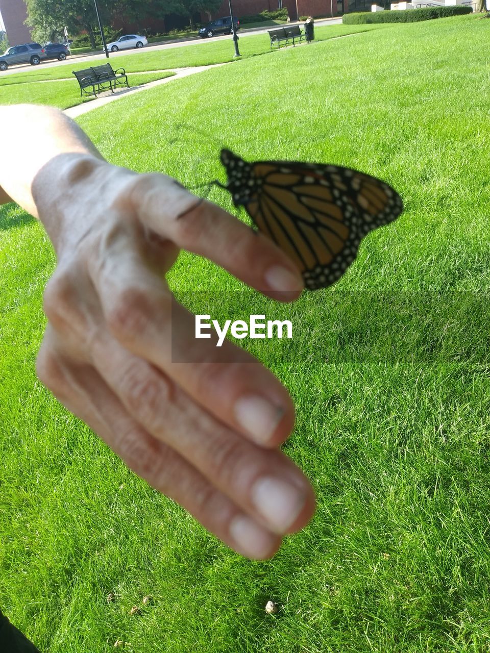 CLOSE-UP OF HAND ON GRASS