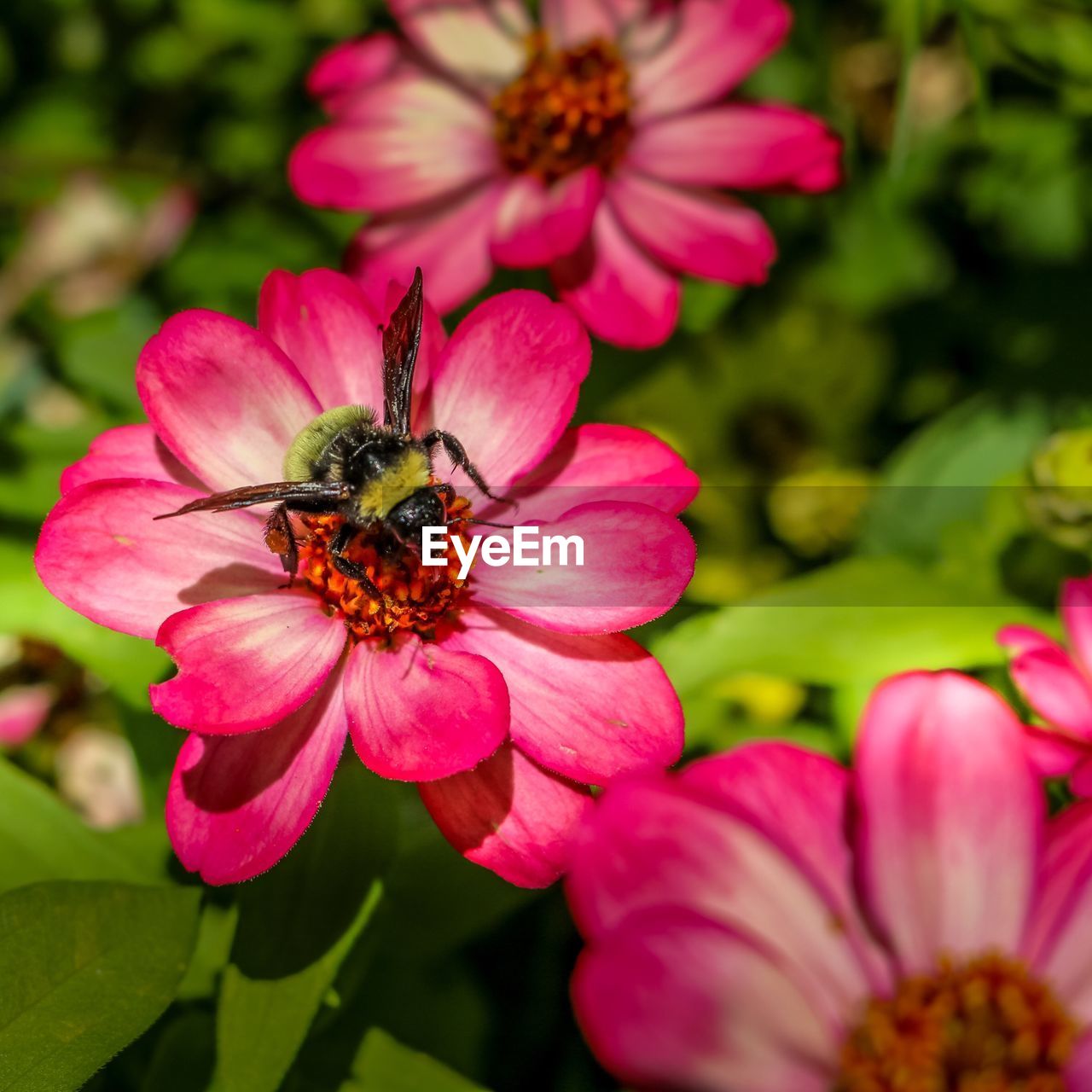 BEE POLLINATING ON PINK FLOWER