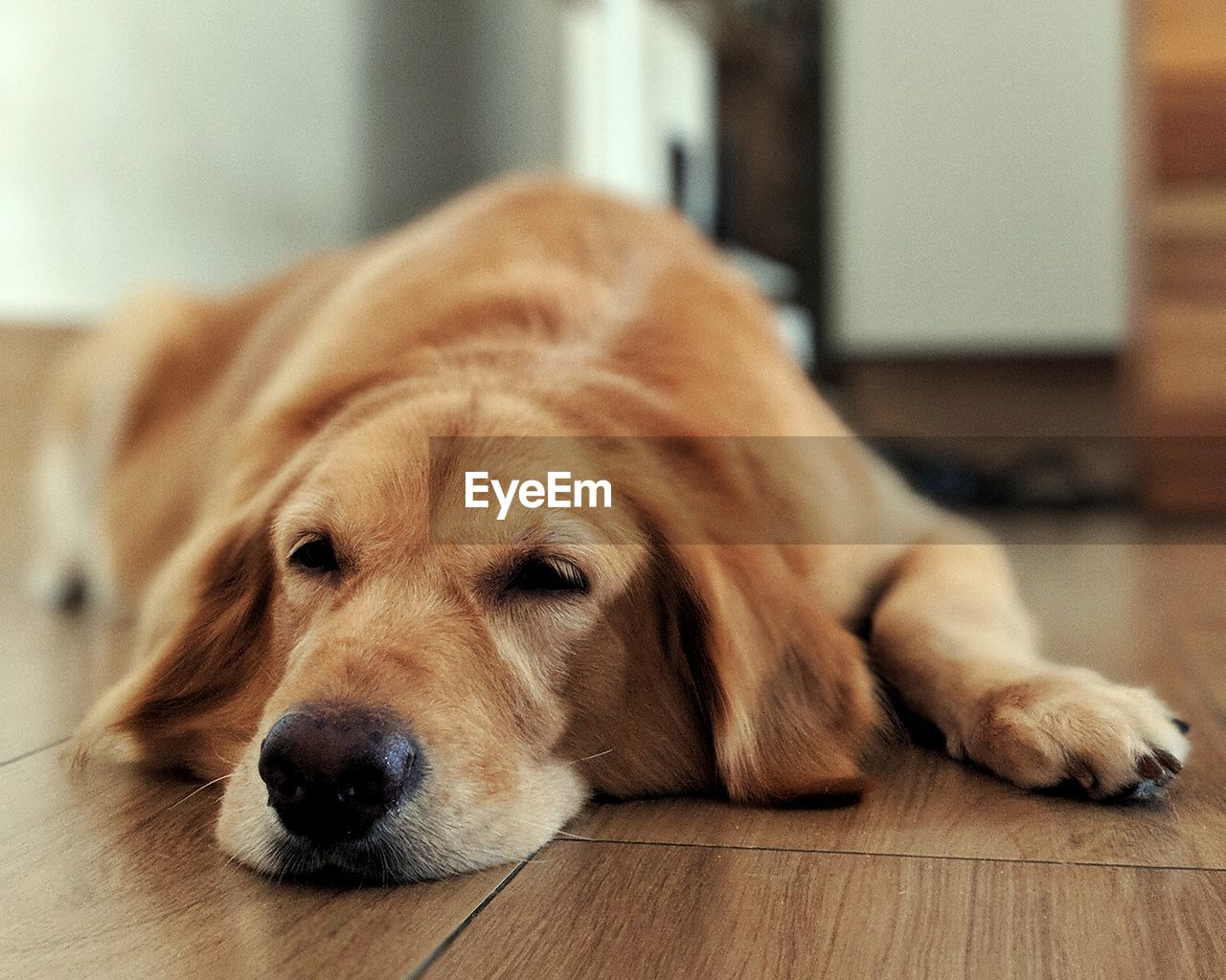 Close-up of a dog resting on hardwood floor