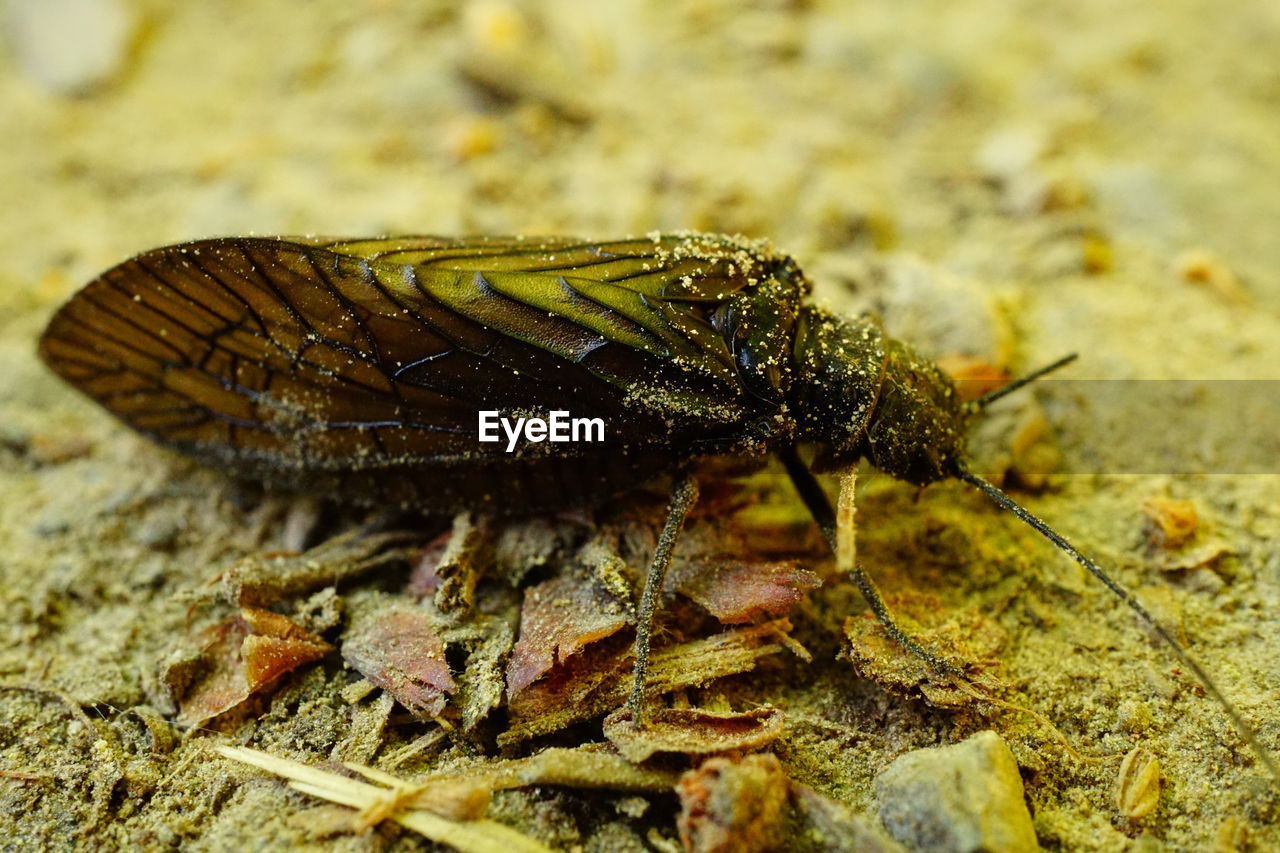 CLOSE-UP OF BUTTERFLY ON ROCK