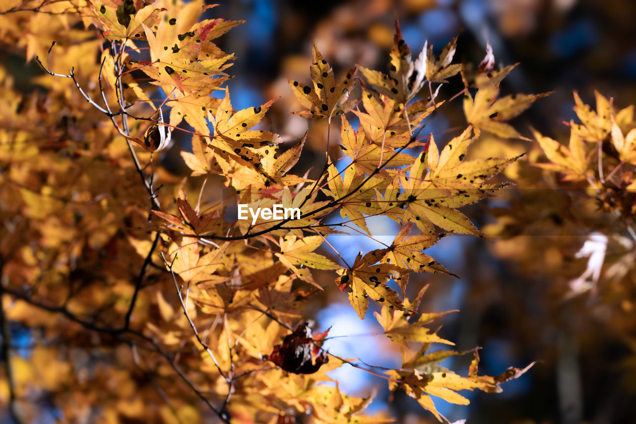 autumn, plant, tree, leaf, plant part, nature, branch, beauty in nature, sunlight, no people, land, outdoors, tranquility, environment, twig, sky, close-up, landscape, focus on foreground, flower, spring, scenics - nature, autumn collection, day, yellow, selective focus, backgrounds, macro photography, growth, forest, multi colored, sunset