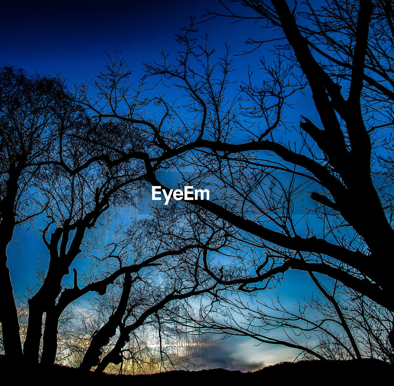 LOW ANGLE VIEW OF SILHOUETTE BARE TREES AGAINST SKY