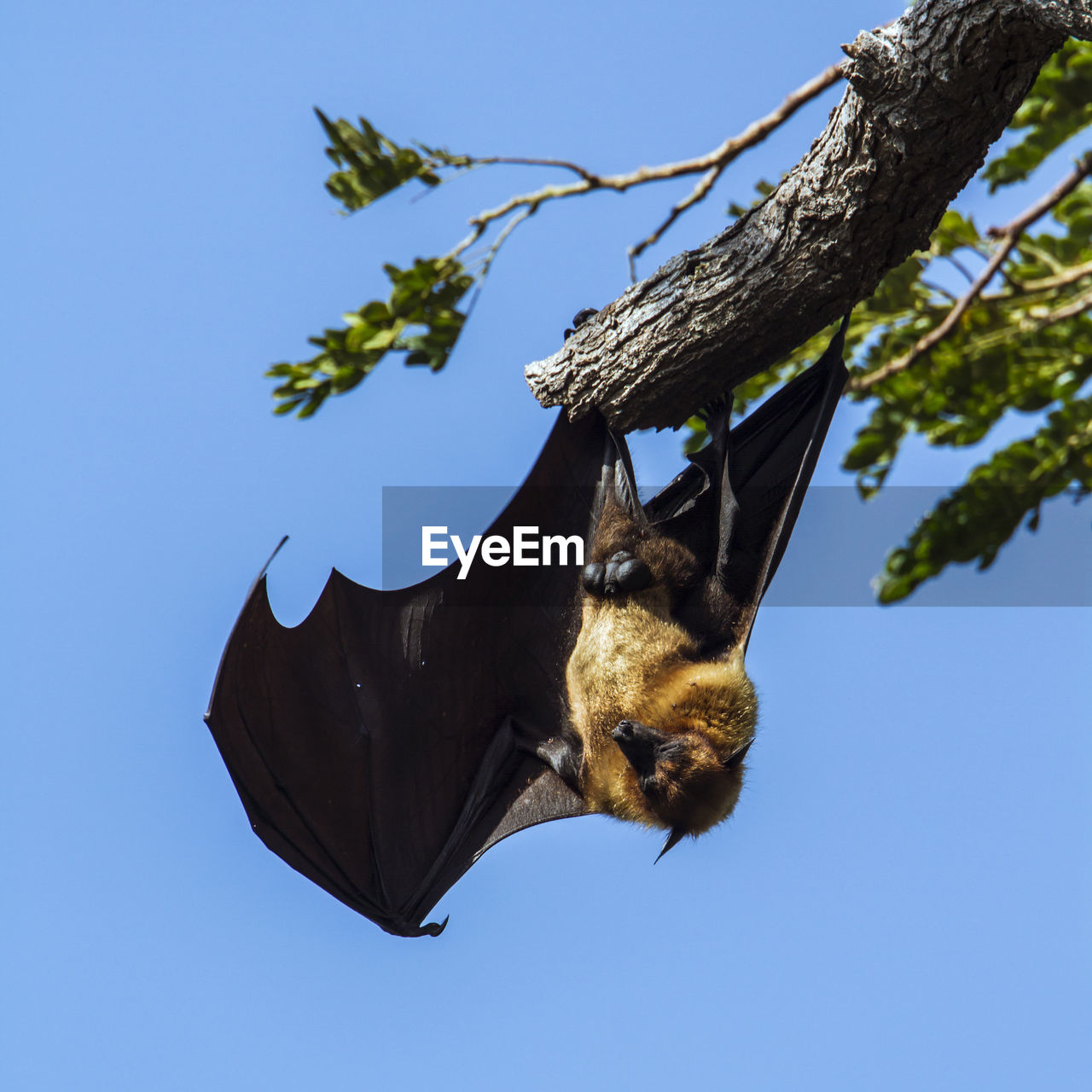 LOW ANGLE VIEW OF BUTTERFLY ON TREE