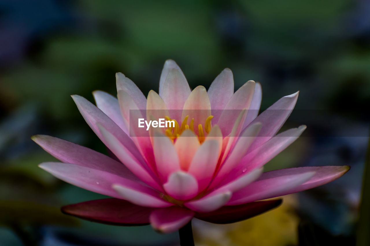 CLOSE-UP OF PINK FLOWER BLOOMING