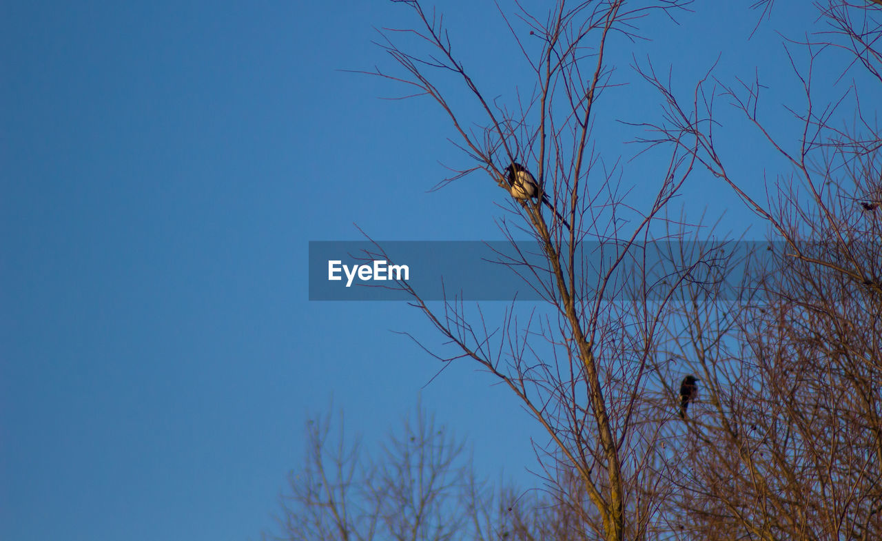 LOW ANGLE VIEW OF BIRD ON BARE TREE AGAINST CLEAR BLUE SKY