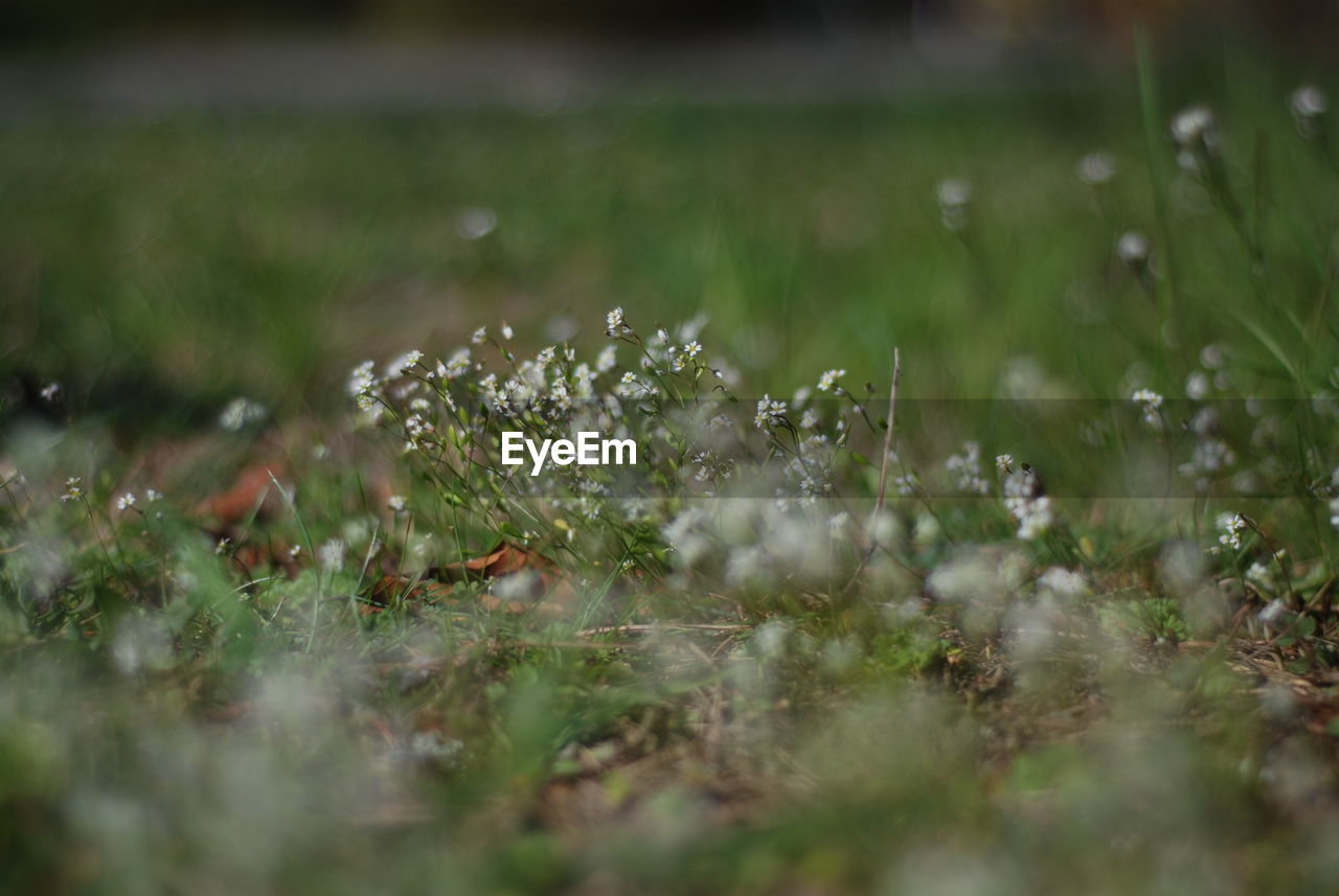 Close-up of white flowers on field