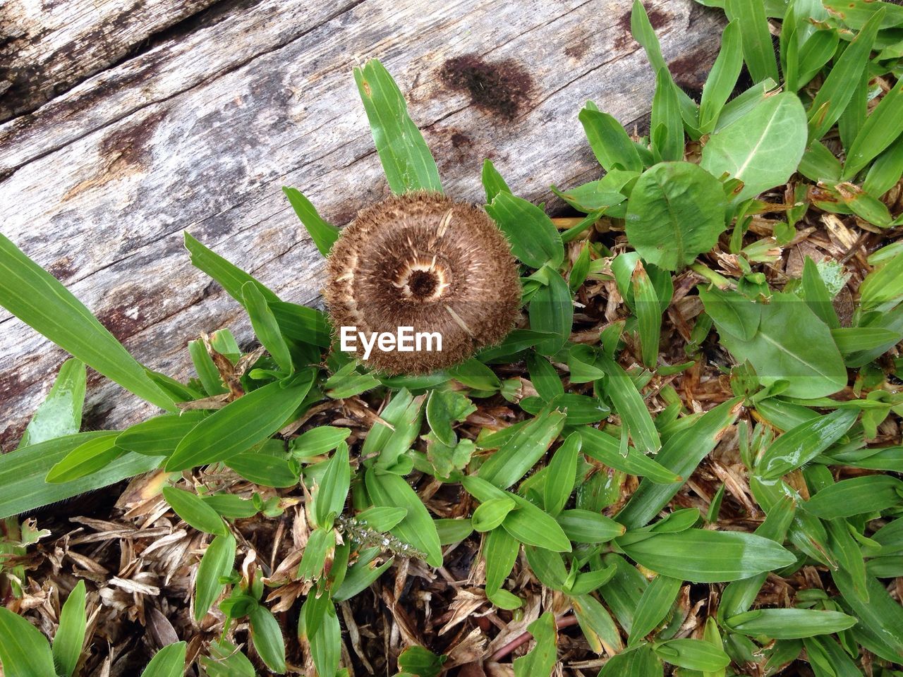 PLANTS GROWING IN PARK