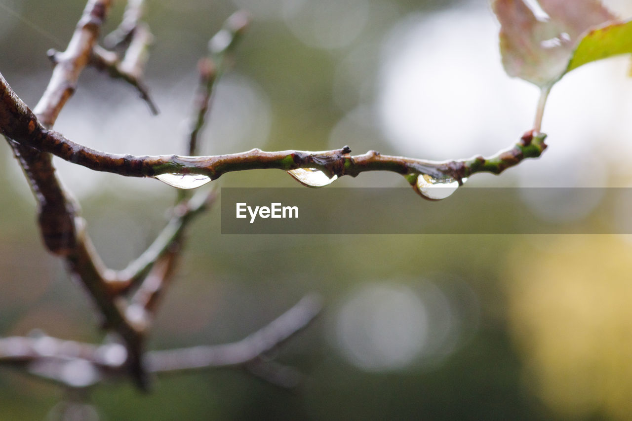 CLOSE-UP OF RAINDROPS ON TWIG