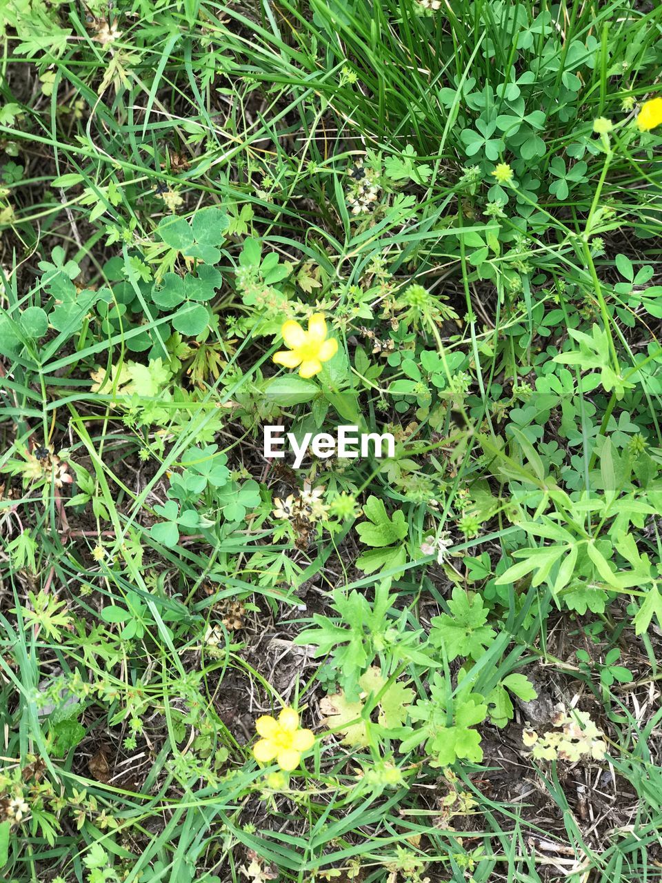 CLOSE-UP OF FRESH GREEN PLANTS ON FIELD