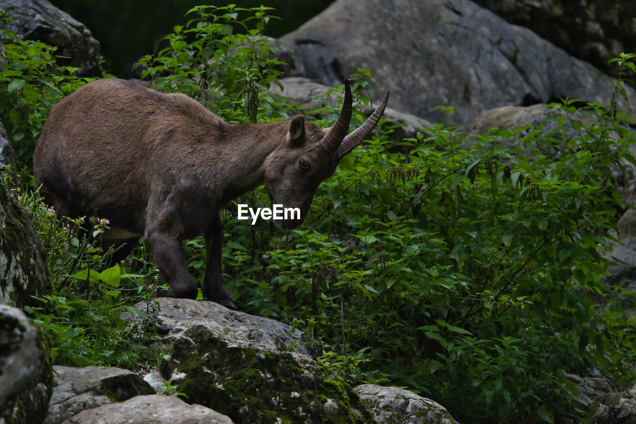 animal themes, animal, animal wildlife, mammal, wildlife, one animal, rock, nature, no people, plant, outdoors, moose, land, side view, tree, day, full length, beauty in nature, standing, forest, domestic animals, mountain