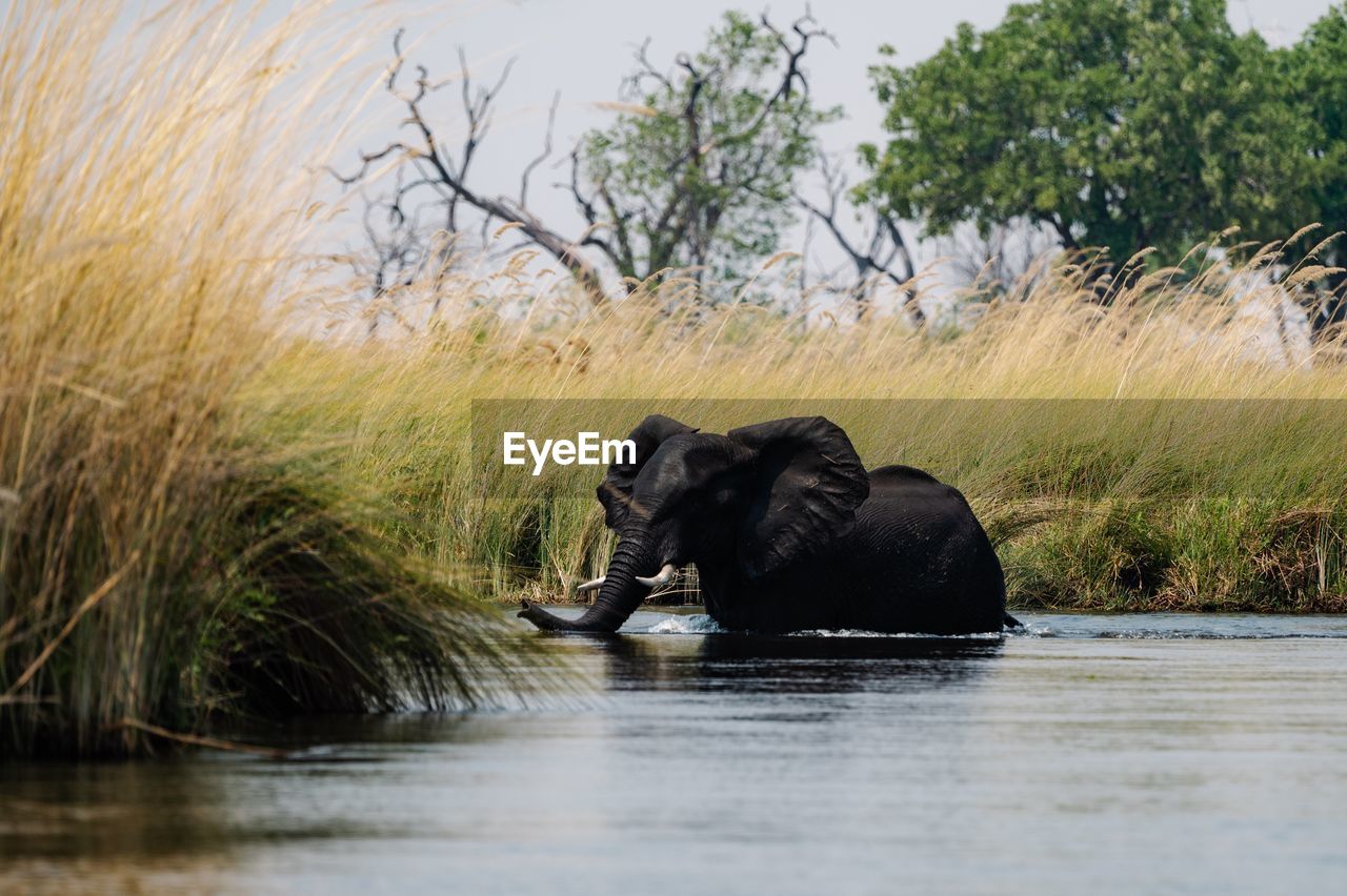 Elephant in delta