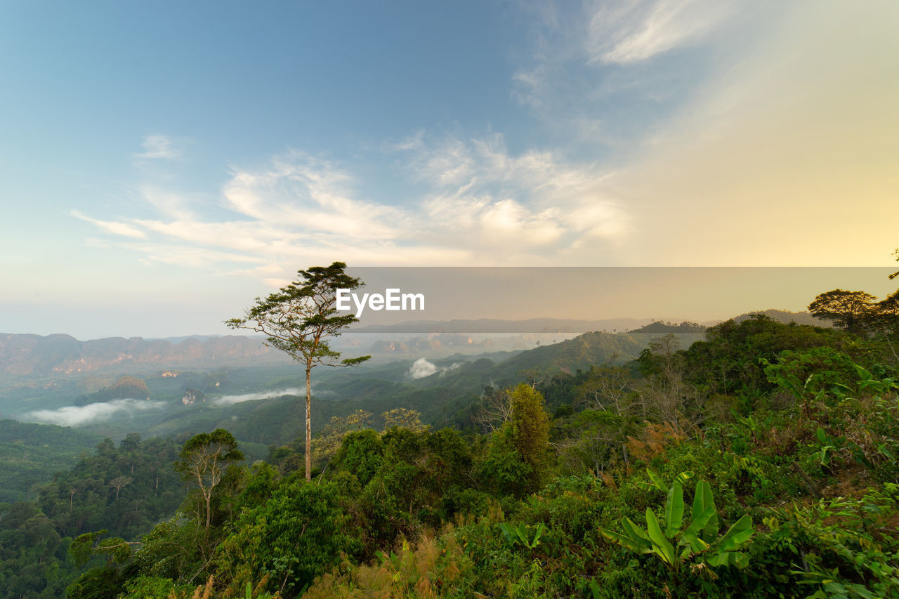 Plants growing on land against sky