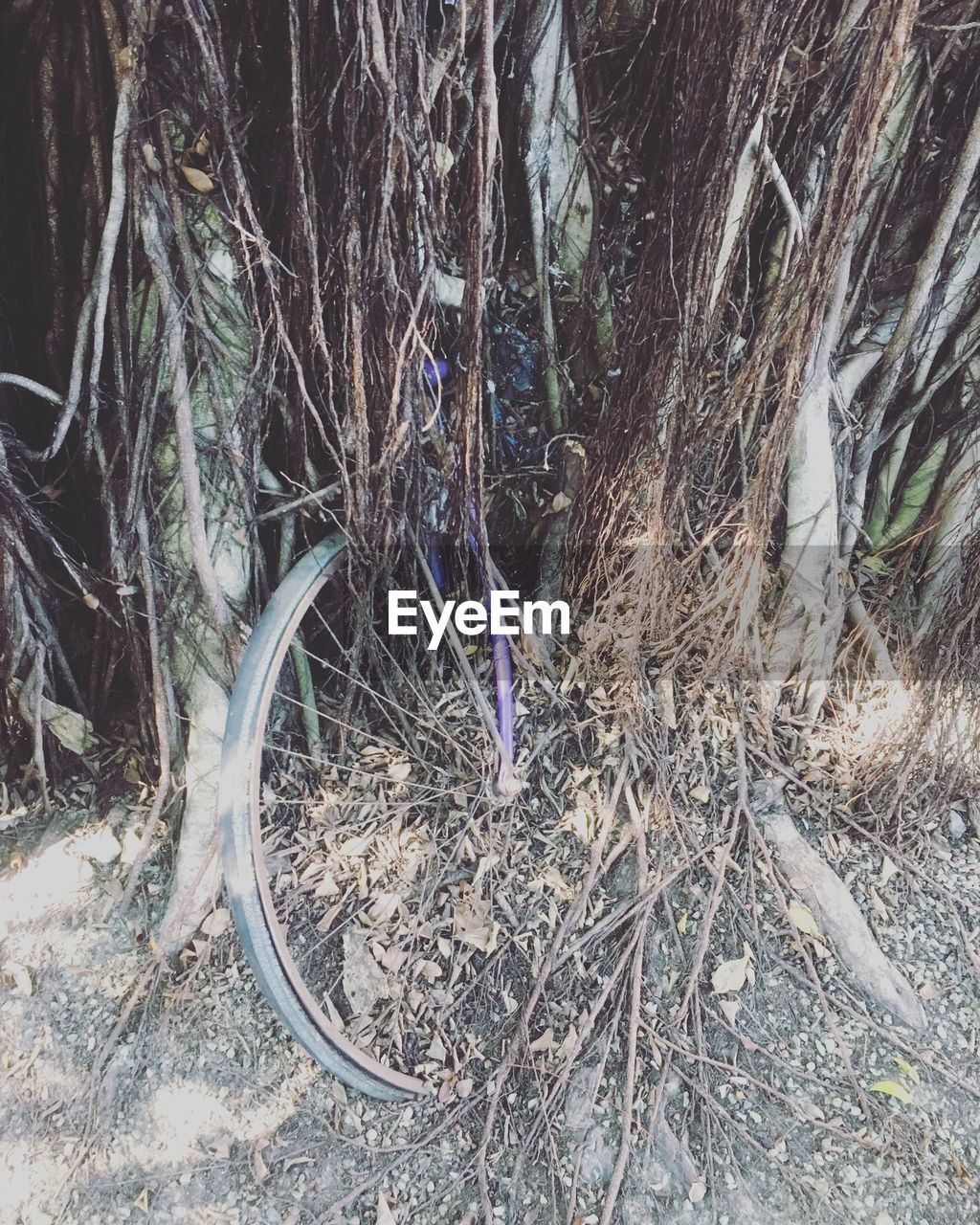 CLOSE-UP OF BICYCLE AND TREES