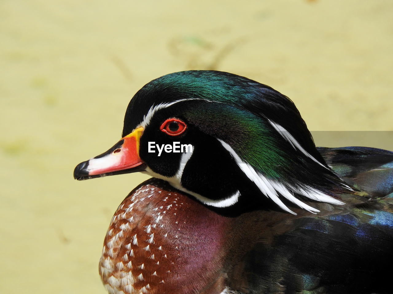 CLOSE-UP OF BIRD