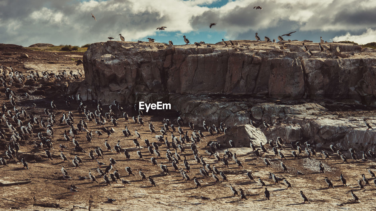 Flock of birds perching on landscape against sky